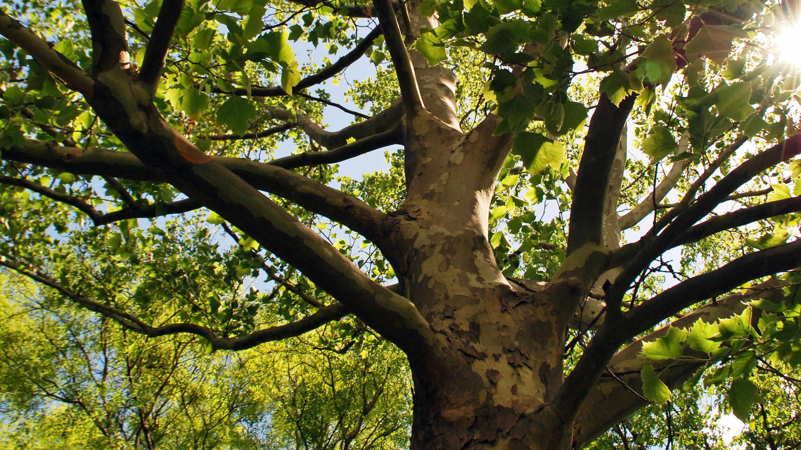 American Sycamore