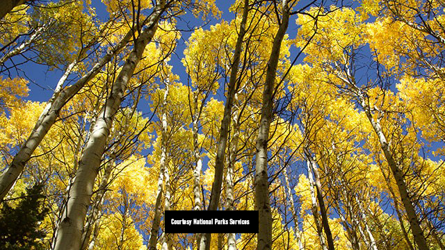 Quaking Aspen