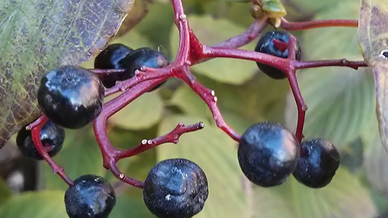 alternate-leaf dogwood, pagoda dogwood