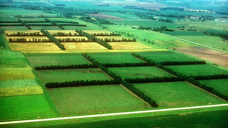 Windbreaks-Shelterbelts - ARDC Agroforestry Farm