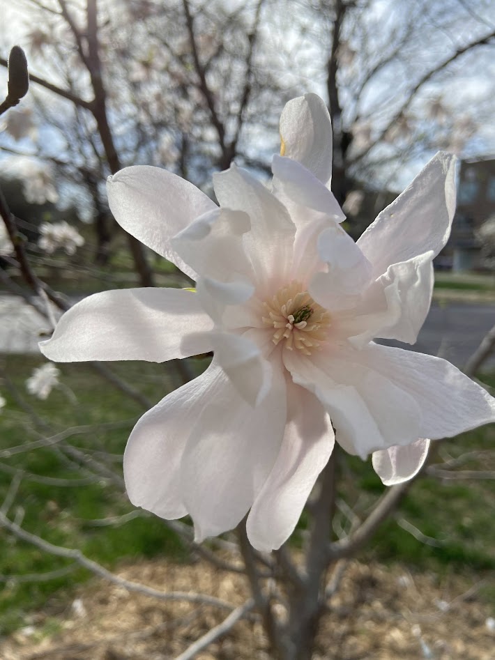 magnolia