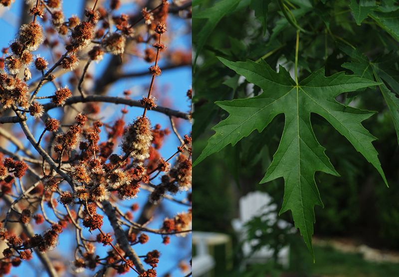 Silver Maple