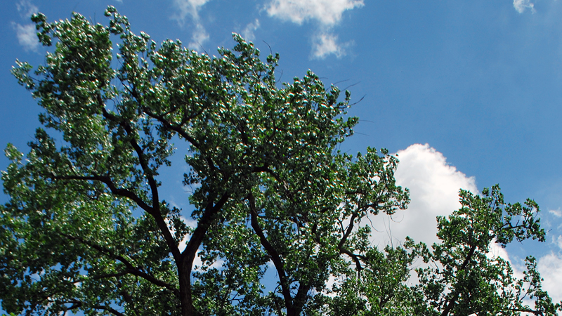 Eastern cottonwood