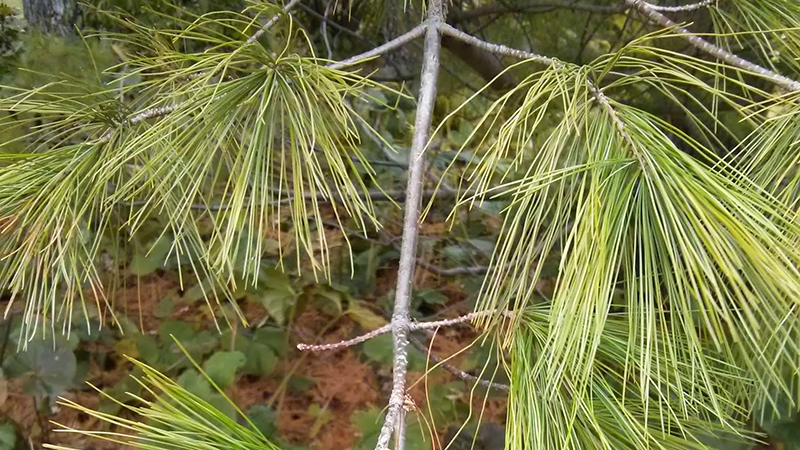 Eastern White Pine