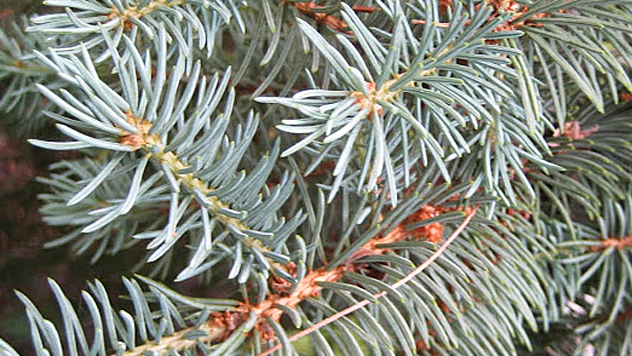 Colorado blue spruce
