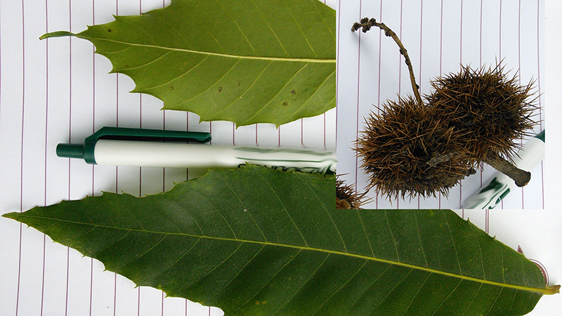 American Chestnut