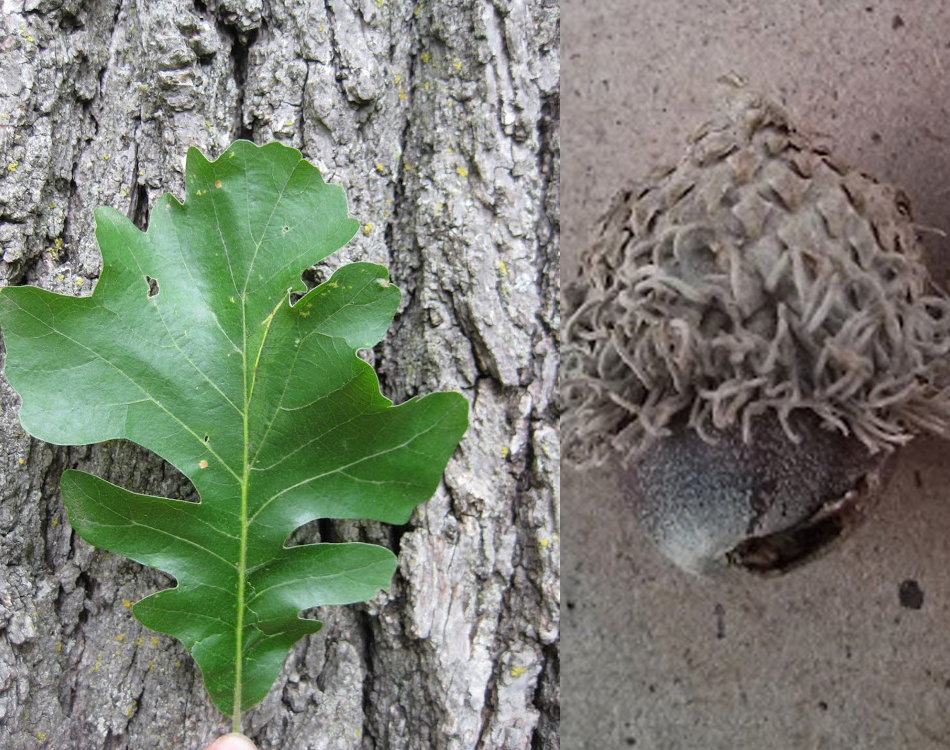 Burr Oak