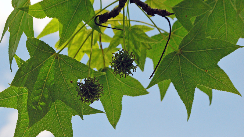 Sweetgum
