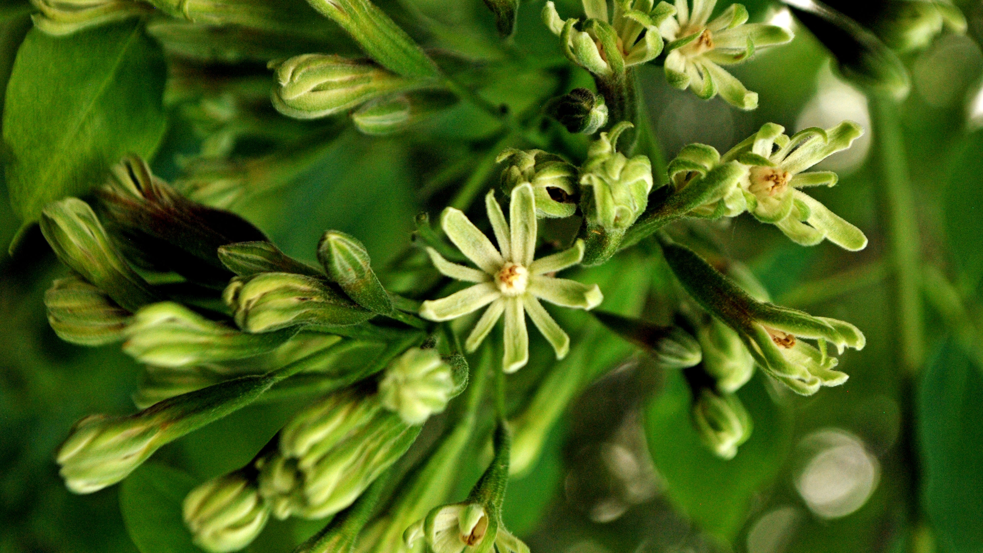 Kentucky coffeetree