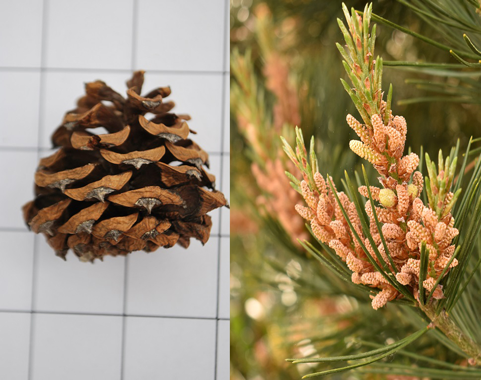 Lacebark Pine