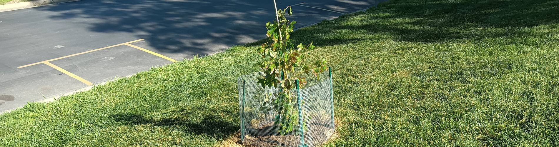 Moon Tree