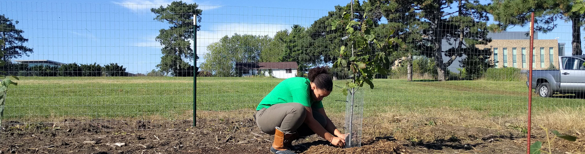 Planting Tree